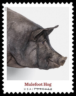Mulefoot Hog - Pig United States Postage Stamp | Heritage Breeds