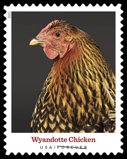 Wyandotte Chicken United States Postage Stamp | Heritage Breeds