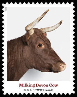 Milking Devon Cow United States Postage Stamp | Heritage Breeds