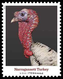 Narragansett Turkey United States Postage Stamp | Heritage Breeds
