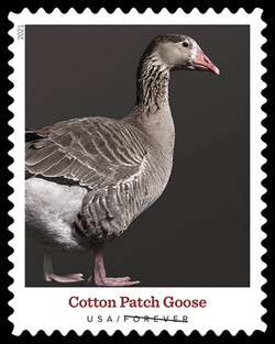 Cotton Patch Goose United States Postage Stamp | Heritage Breeds