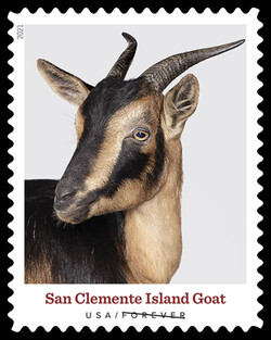 San Clemente Island Goat United States Postage Stamp | Heritage Breeds