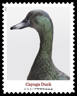 Cayuga Duck United States Postage Stamp | Heritage Breeds