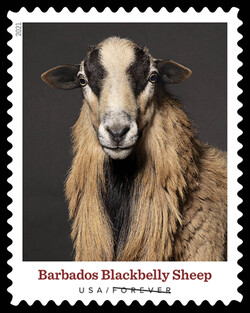 Barbados Blackbelly Sheep United States Postage Stamp | Heritage Breeds