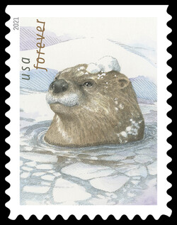 Otter In Ice Water United States Postage Stamp | Otters in Snow