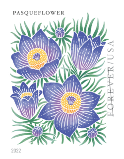 Pasqueflower - Booklet Single United States Postage Stamp | Mountain Flora