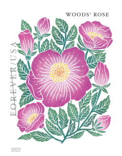 Woods' Rose - Booklet Single United States Postage Stamp | Mountain Flora