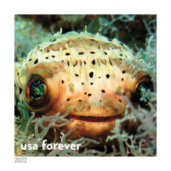 Balloon Fish United States Postage Stamp | National Marine Sanctuaries