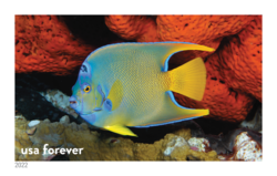 Queen Angelfish United States Postage Stamp | National Marine Sanctuaries