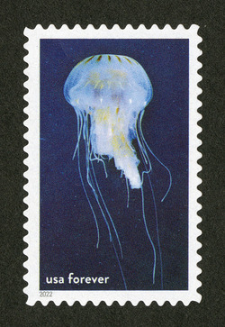 Atlantic Sea Nettle United States Postage Stamp | National Marine Sanctuaries