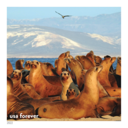 Sea Lions United States Postage Stamp | National Marine Sanctuaries