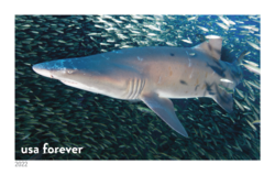 Sand Tiger Shark United States Postage Stamp | National Marine Sanctuaries