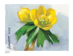 Winter Aconite United States Postage Stamp | Snowy Beauty