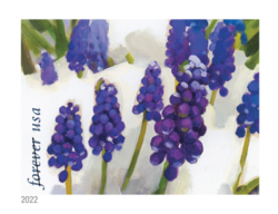 Grape Hyacinth United States Postage Stamp | Snowy Beauty