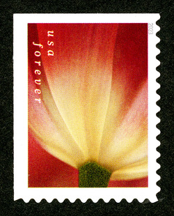 Brownish Tulip With White Base United States Postage Stamp | Tulip Blossoms