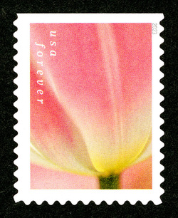 Pink Tulip With Yellowish Base United States Postage Stamp | Tulip Blossoms