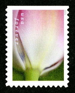 Pink Tulip With White Base United States Postage Stamp | Tulip Blossoms