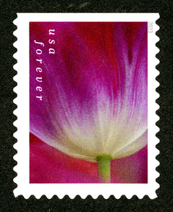 Purple Tulip With White Base United States Postage Stamp | Tulip Blossoms