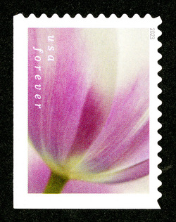 Lilac Tulip United States Postage Stamp | Tulip Blossoms