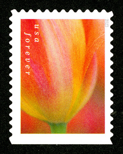 Pink and Orange Tulip United States Postage Stamp | Tulip Blossoms