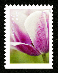 White Tulip With Purplish Base United States Postage Stamp | Tulip Blossoms