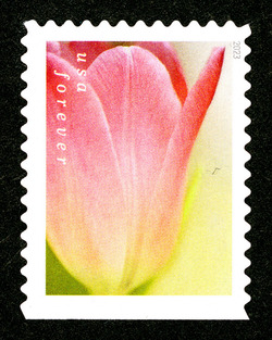 Pink Tulip With White Background United States Postage Stamp | Tulip Blossoms