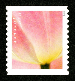 Pink Tulip With Yellowish Base - Horizontal Imperforate United States Postage Stamp | Tulip Blossoms