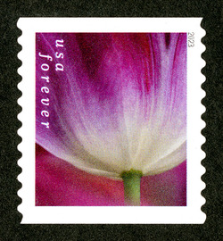 Purple Tulip With White Base - Horizontal Imperforate United States Postage Stamp | Tulip Blossoms