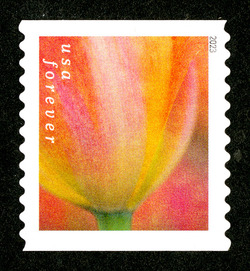 Pink and Orange Tulip - Horizontal Imperforate United States Postage Stamp | Tulip Blossoms