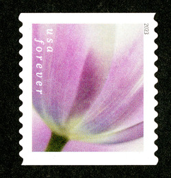 Lilac Tulip - Horizontal Imperforate United States Postage Stamp | Tulip Blossoms