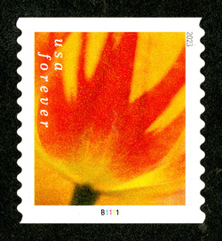 Orange and Red Tulip - Horizontal Imperforate United States Postage Stamp | Tulip Blossoms