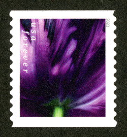 Dark Purple Tulip - Horizontal Imperforate United States Postage Stamp | Tulip Blossoms