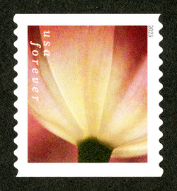 Brownish Tulip With White Base - Horizontal Imperforate United States Postage Stamp | Tulip Blossoms