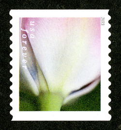 Pink Tulip With White Base - Horizontal Imperforate United States Postage Stamp | Tulip Blossoms