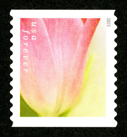 Pink Tulip With White Background - Horizontal Imperforate United States Postage Stamp | Tulip Blossoms