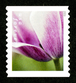 White Tulip With Purplish Base - Horizontal Imperforate United States Postage Stamp | Tulip Blossoms