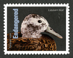 Laysan Teal United States Postage Stamp | Endangered Species