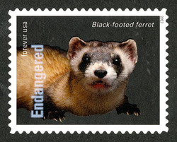Black-footed Ferret United States Postage Stamp | Endangered Species