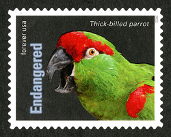 Thick-billed Parrot United States Postage Stamp | Endangered Species