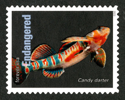 Candy Darter United States Postage Stamp | Endangered Species