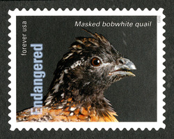 Masked Bobwhite Quail United States Postage Stamp | Endangered Species