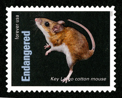 Key Largo Cotton Mouse United States Postage Stamp | Endangered Species