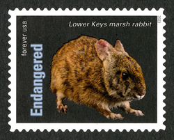 Lower Keys Marsh Rabbit United States Postage Stamp | Endangered Species
