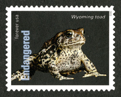 Wyoming Toad United States Postage Stamp | Endangered Species