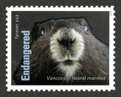 Vancouver Island Marmot United States Postage Stamp | Endangered Species