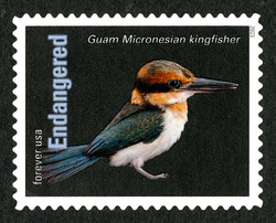 Guam Micronesian Kingfisher United States Postage Stamp | Endangered Species