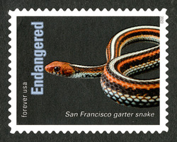 San Francisco Garter Snake United States Postage Stamp | Endangered Species