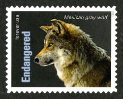 Mexican Gray Wolf United States Postage Stamp | Endangered Species