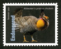 Attwater's Prairie Chicken United States Postage Stamp | Endangered Species