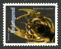 Nashville Crayfish United States Postage Stamp | Endangered Species
